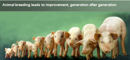 Animal breeding leads to improvement, generation after generation