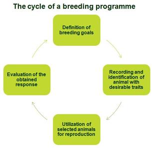 Animal breeding programmes - Farm Animal Breeding & Reproduction TP